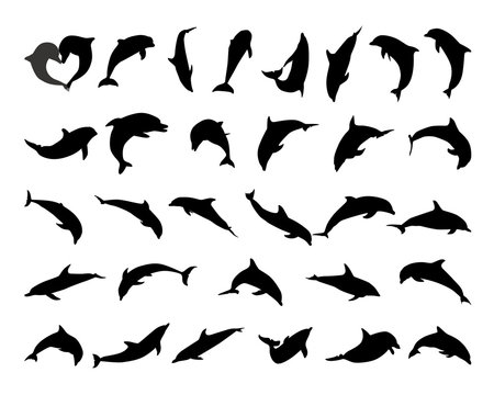 silhouette of a dolphin