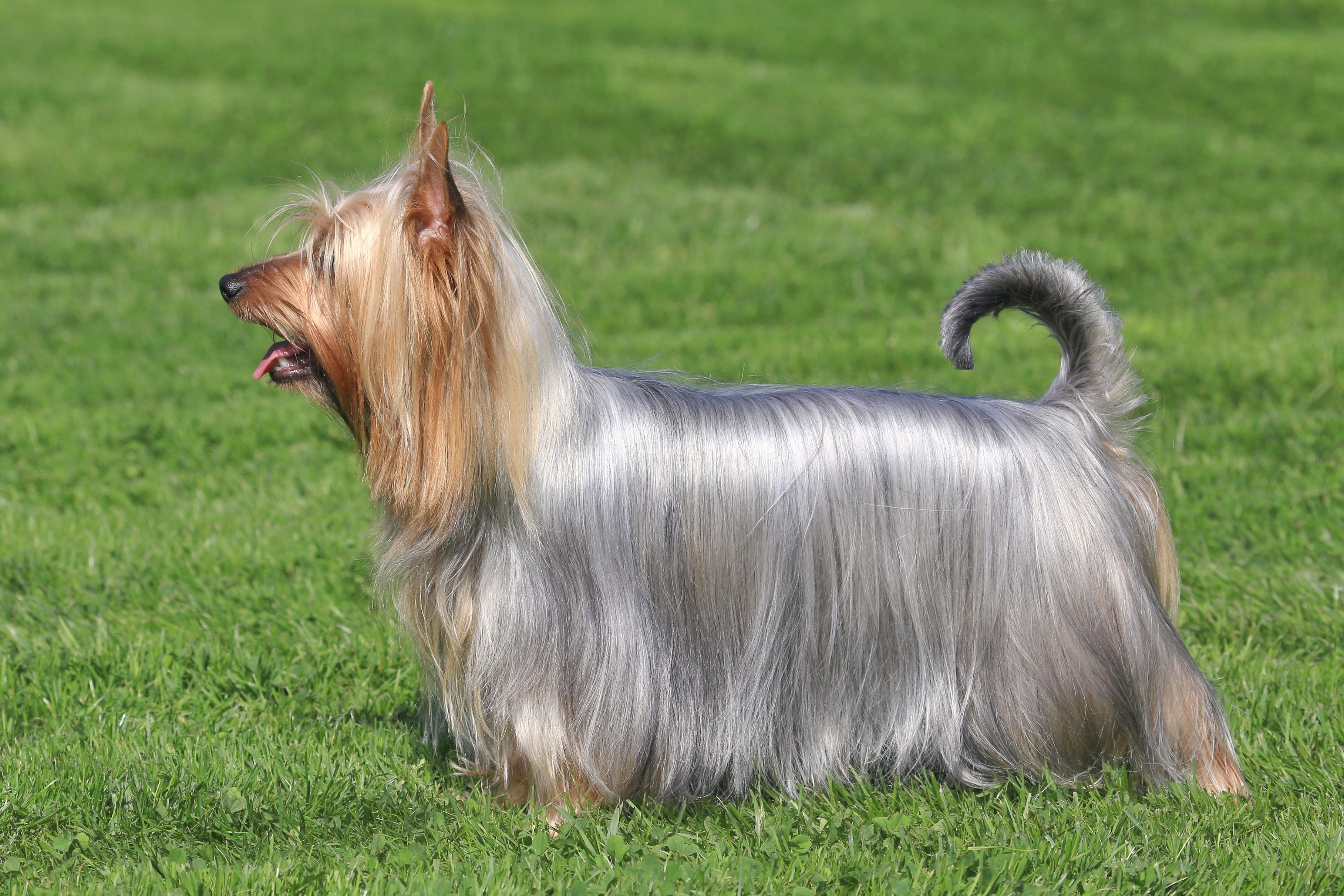 silky yorkie