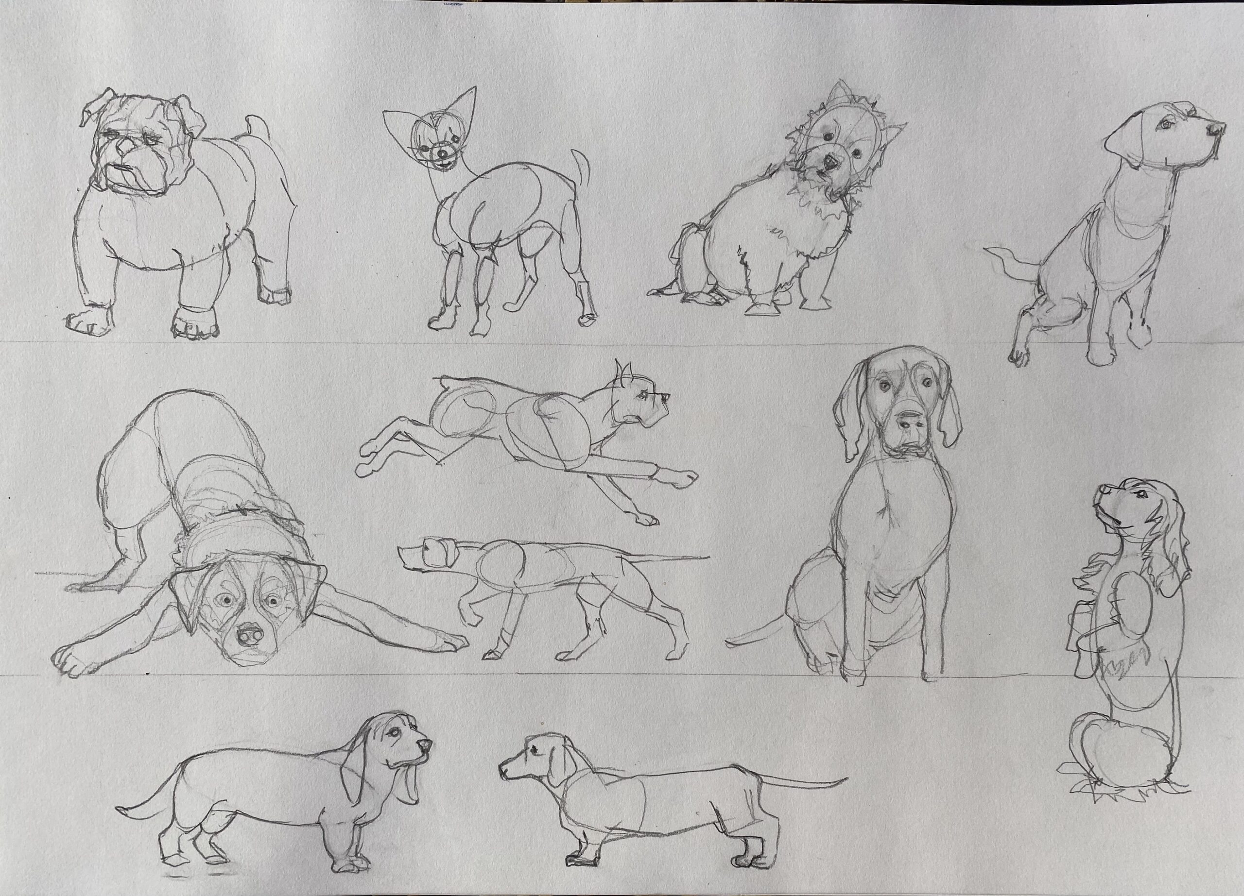 sketch of dogs