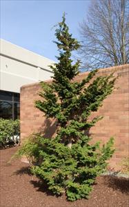 slender hinoki cypress