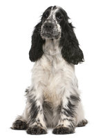 spaniel definition