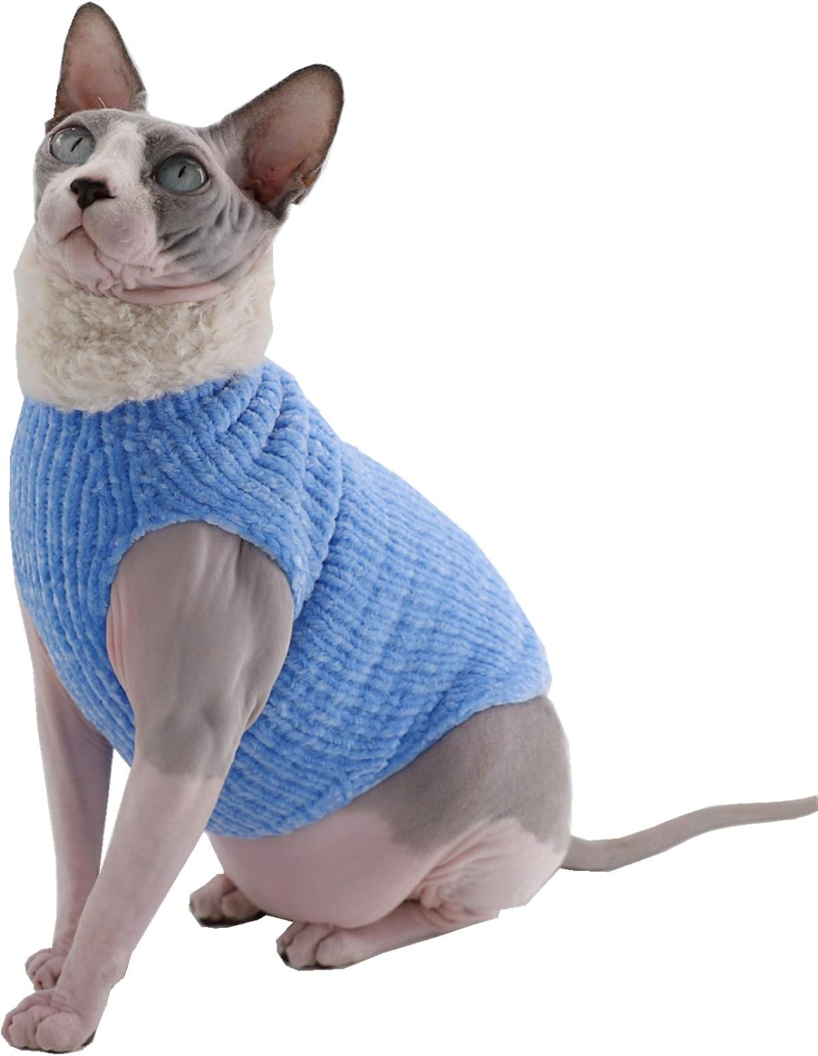 sphynx cat with clothes