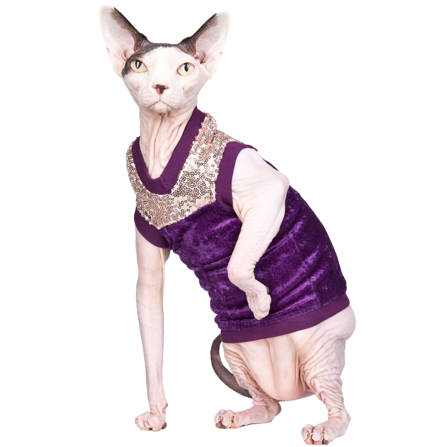 sphynx wear