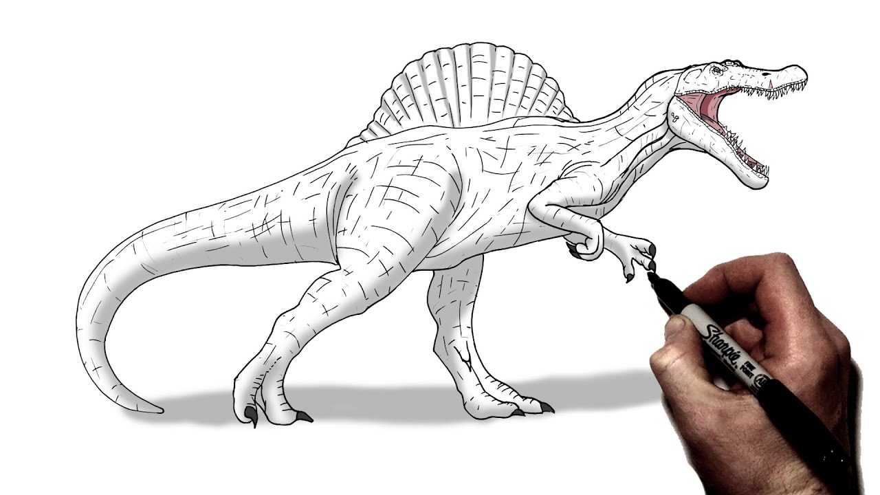 spino drawing