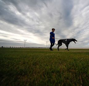 sportinglife greyhound results