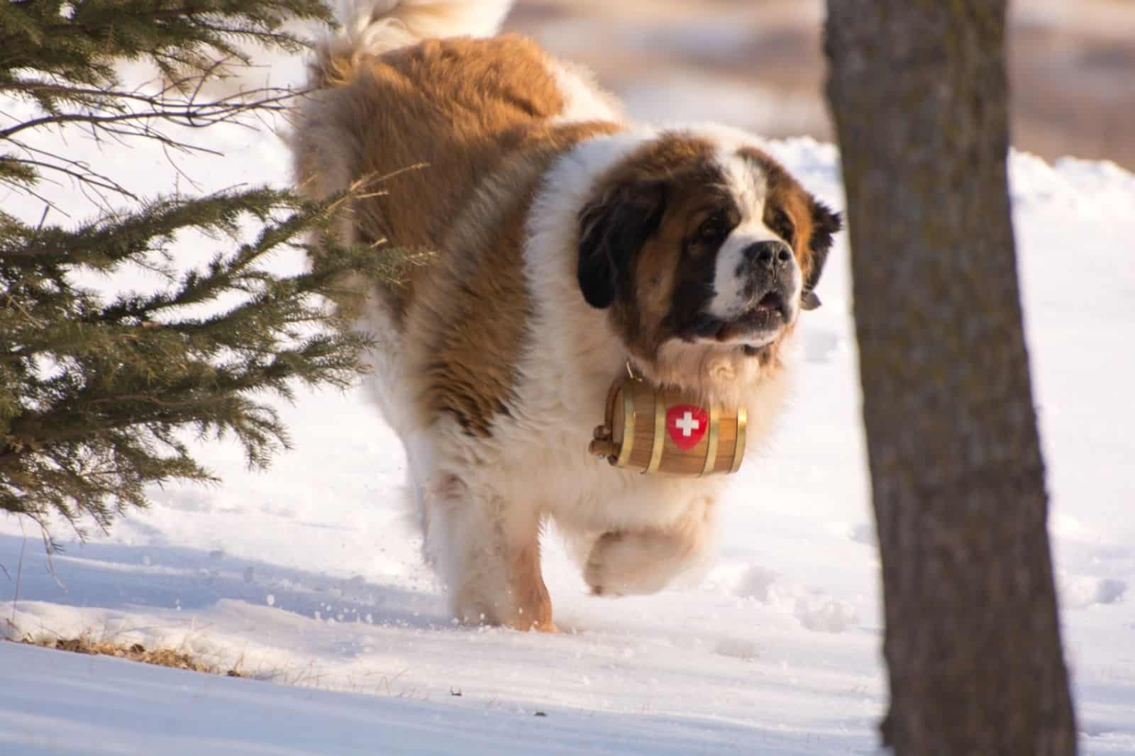 st bernard with a barrel