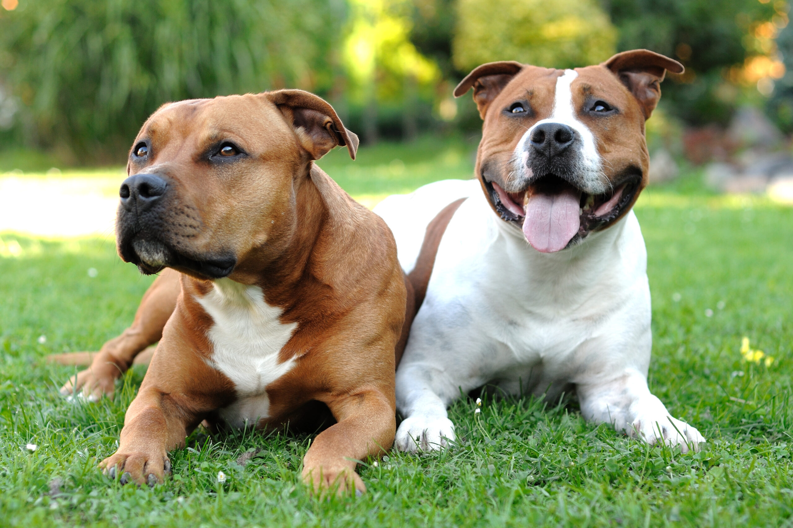 staffordshire pitbull