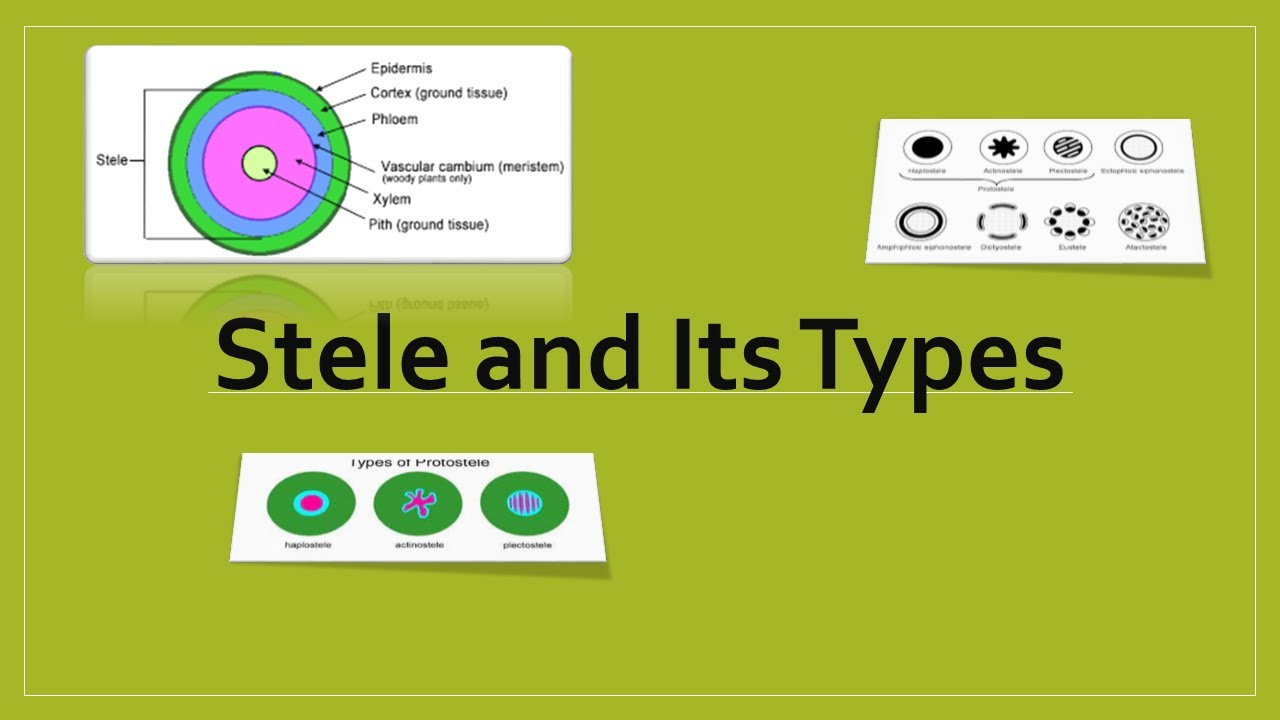 stele meaning in hindi