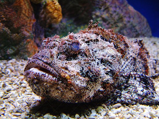 stonefish wiki