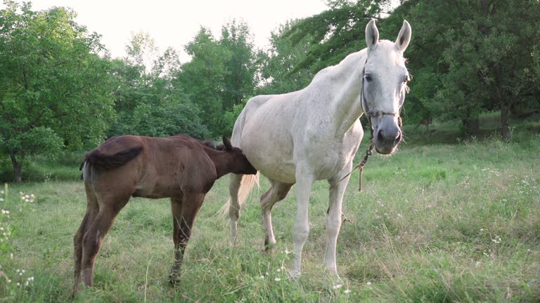 sucking horse