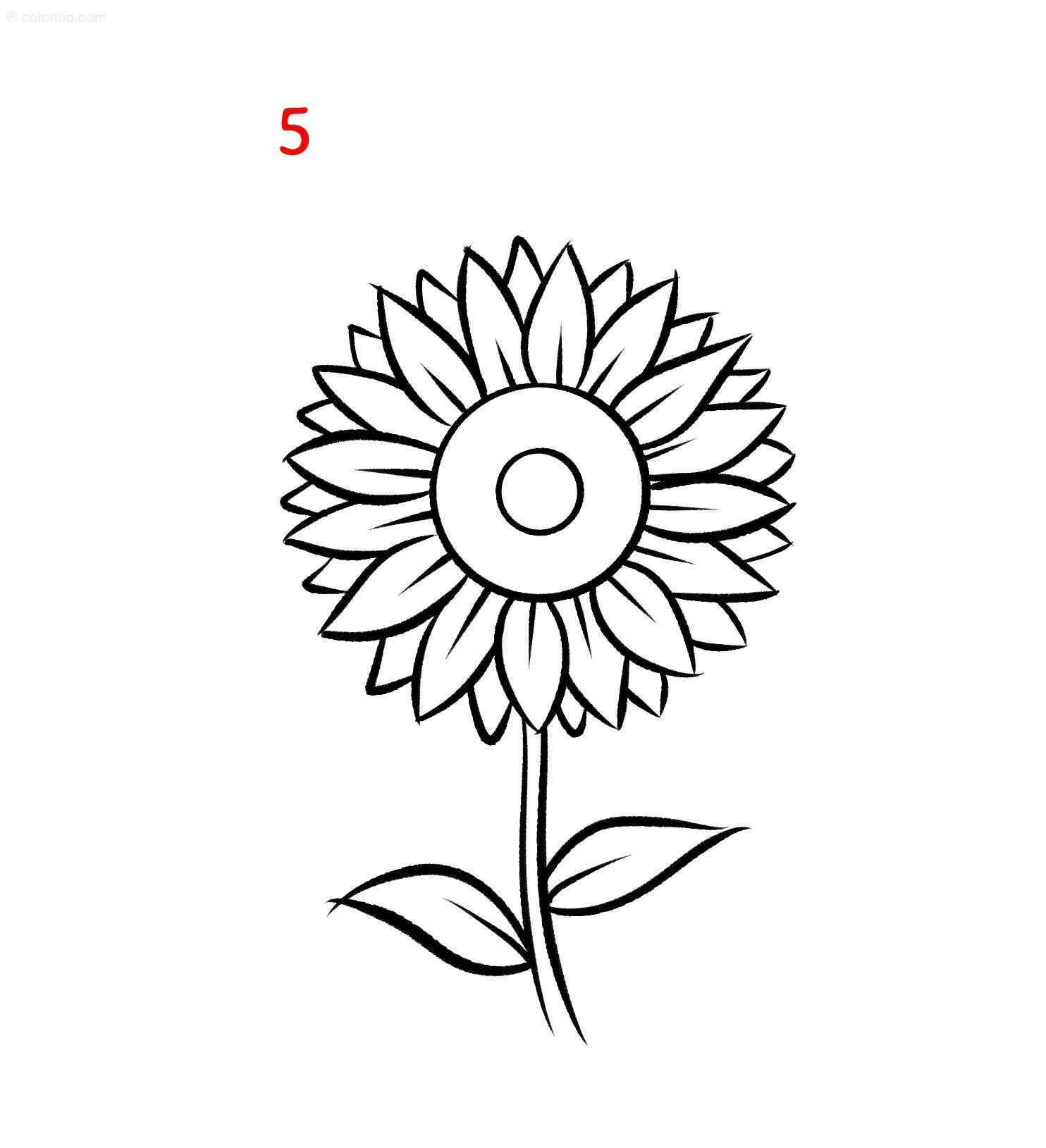 sunflower ki drawing