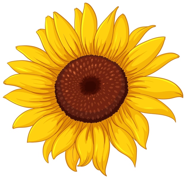 sunflower vector image