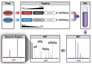 tandem mass spectrometry