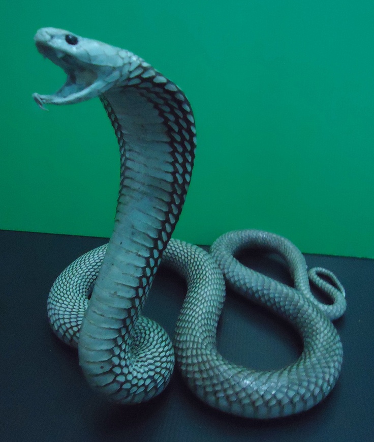 taxidermy snake