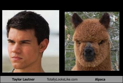 taylor lautner alpaca