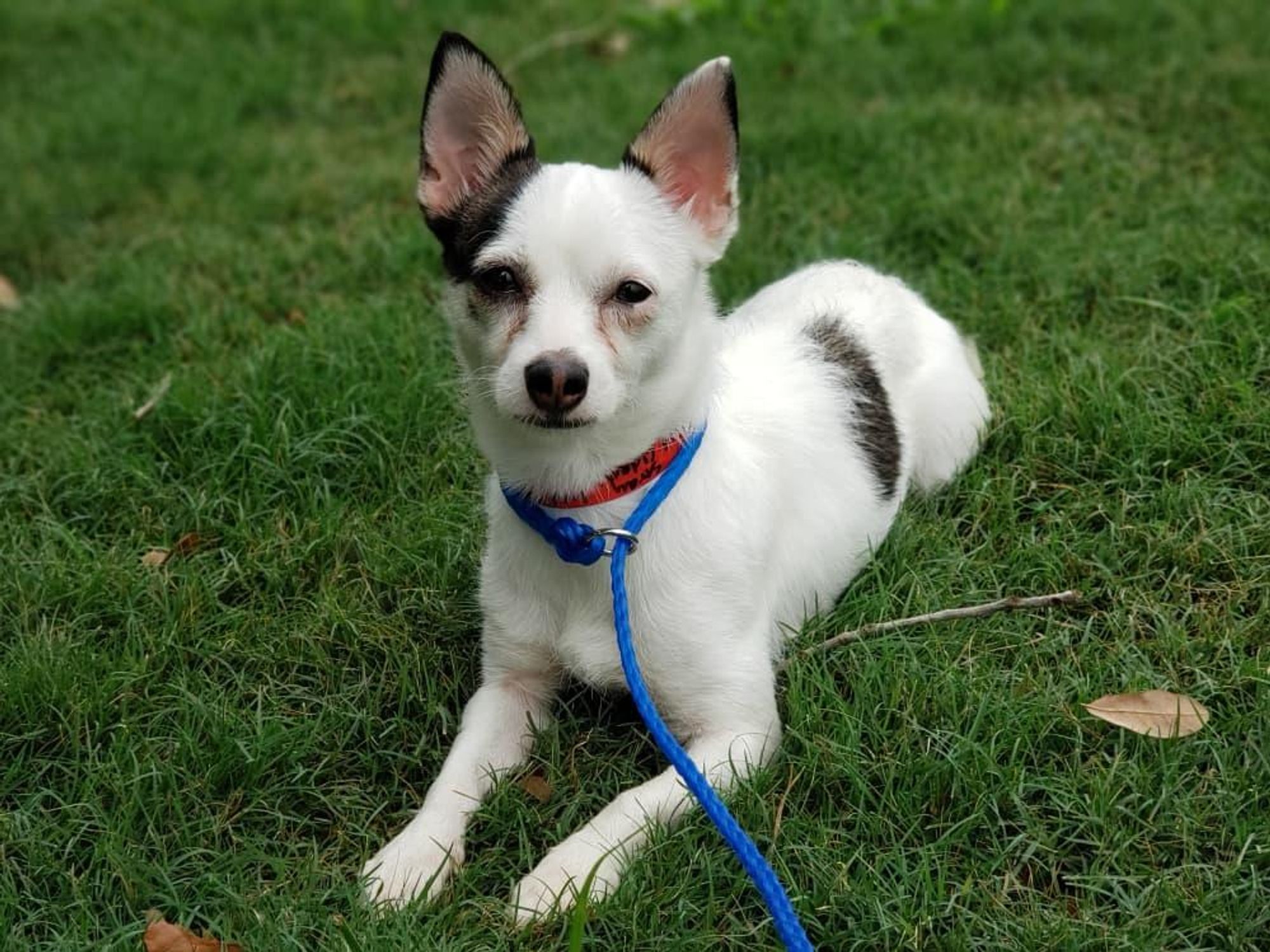 terrier chihuahua dog