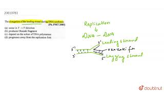 the elongation of the leading strand during dna synthesis quizlet