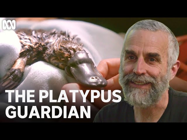 the platypus guardian peter walsh