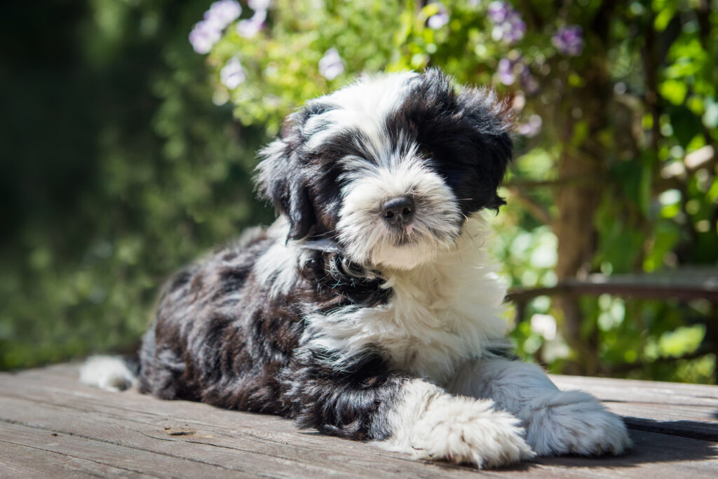 tibet terrier puppies for sale