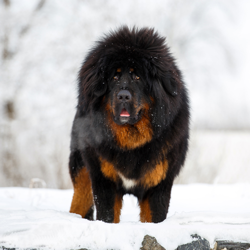 tibetan mastiff breeds for sale