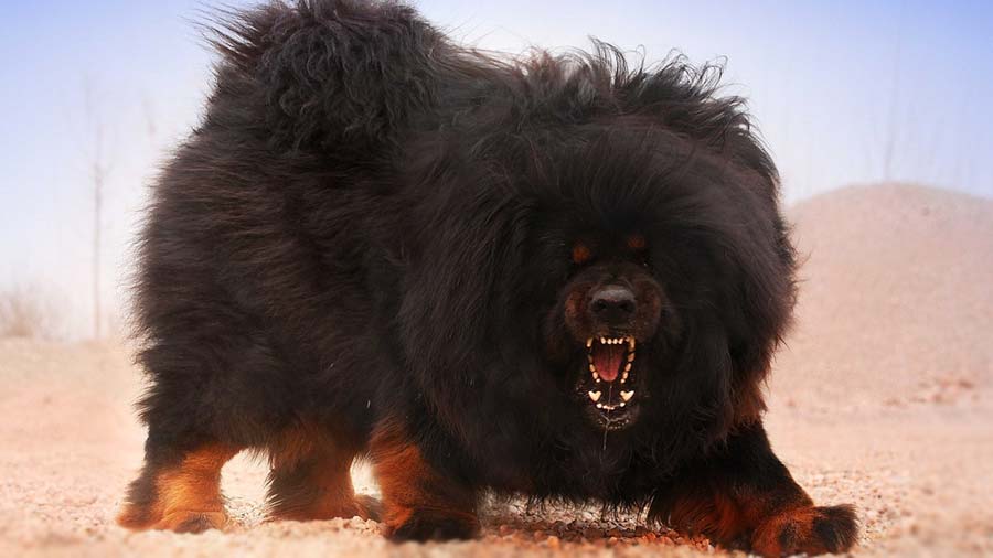 tibetan mastiff dog cost