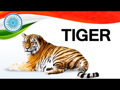 tiger in hindi pronunciation