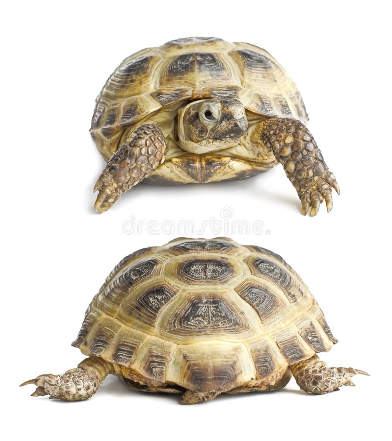 tortoise color image