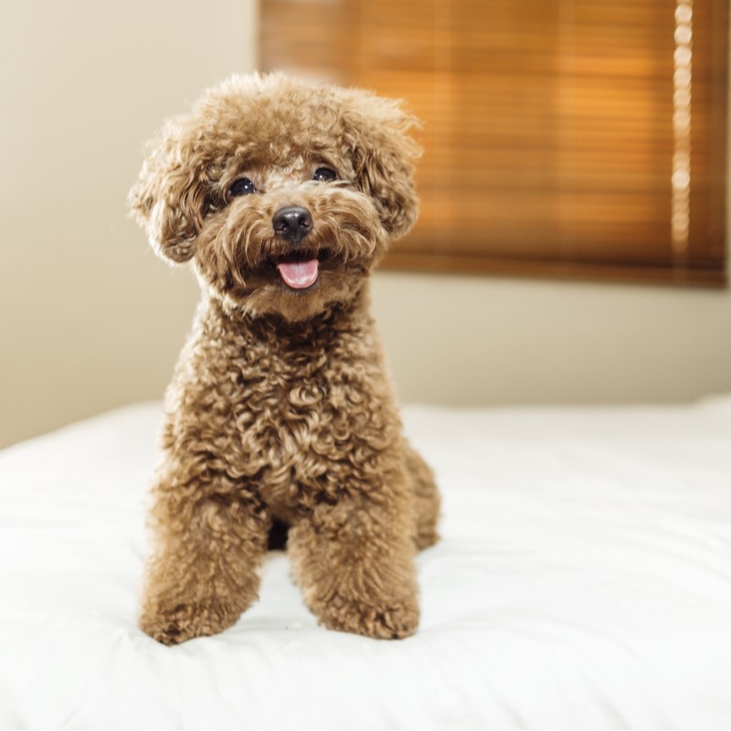 toy poodles for sale near me