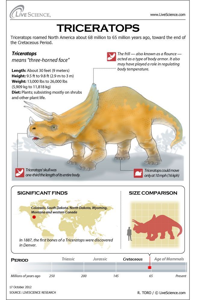 triceratops fact file