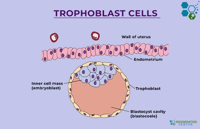 trophoblasts