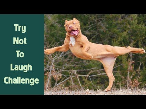 try not to laugh animals