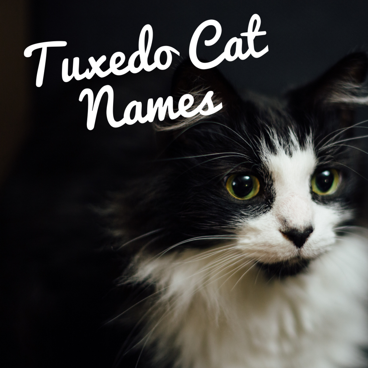 tuxedo cat names