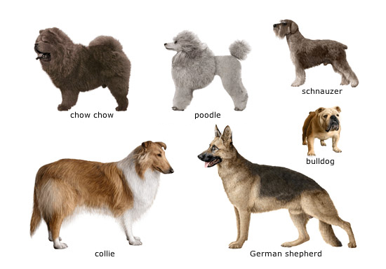 types of shepherd breeds