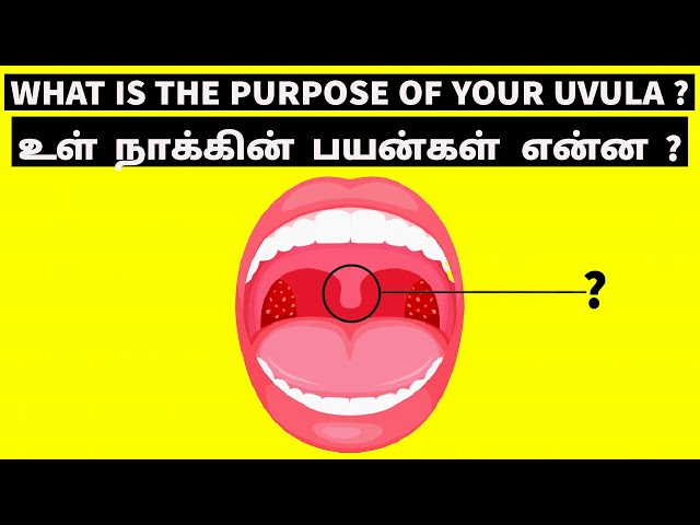 uvula meaning in tamil