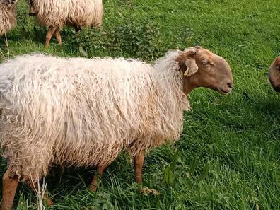 venta de ovejas en cantabria