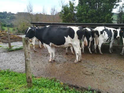 venta vacas lecheras