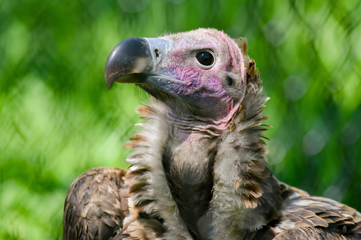 vulture pics