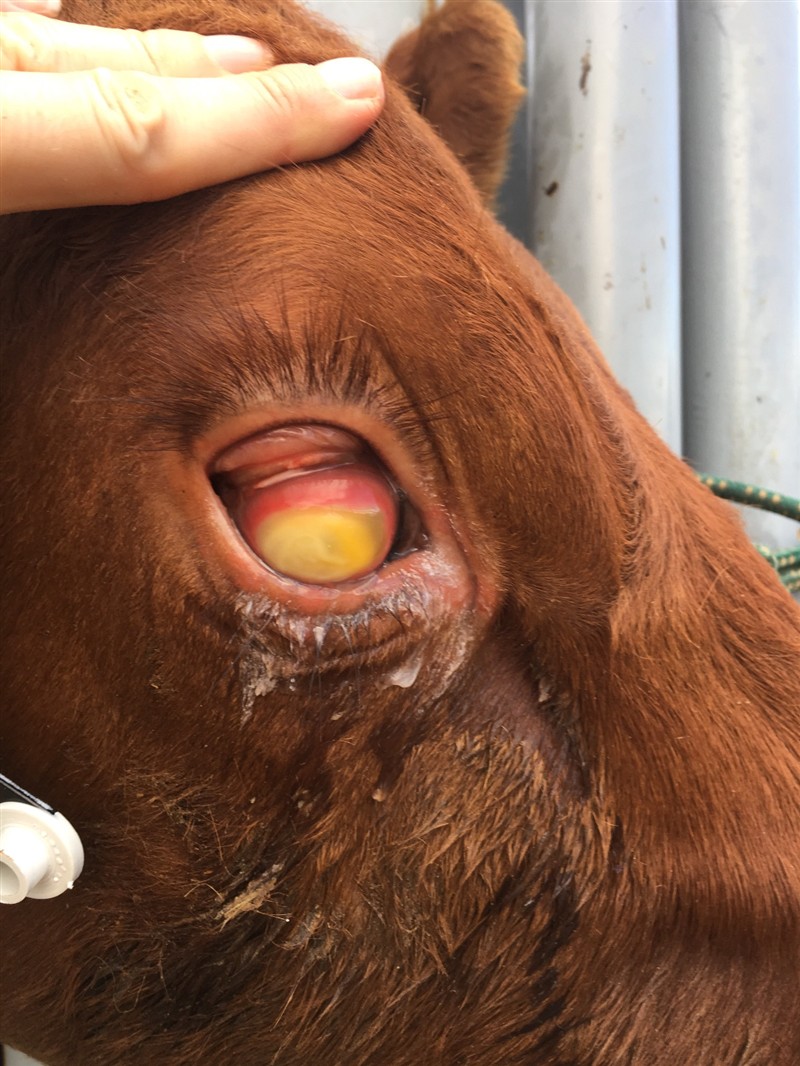 wd40 for pink eye in cattle