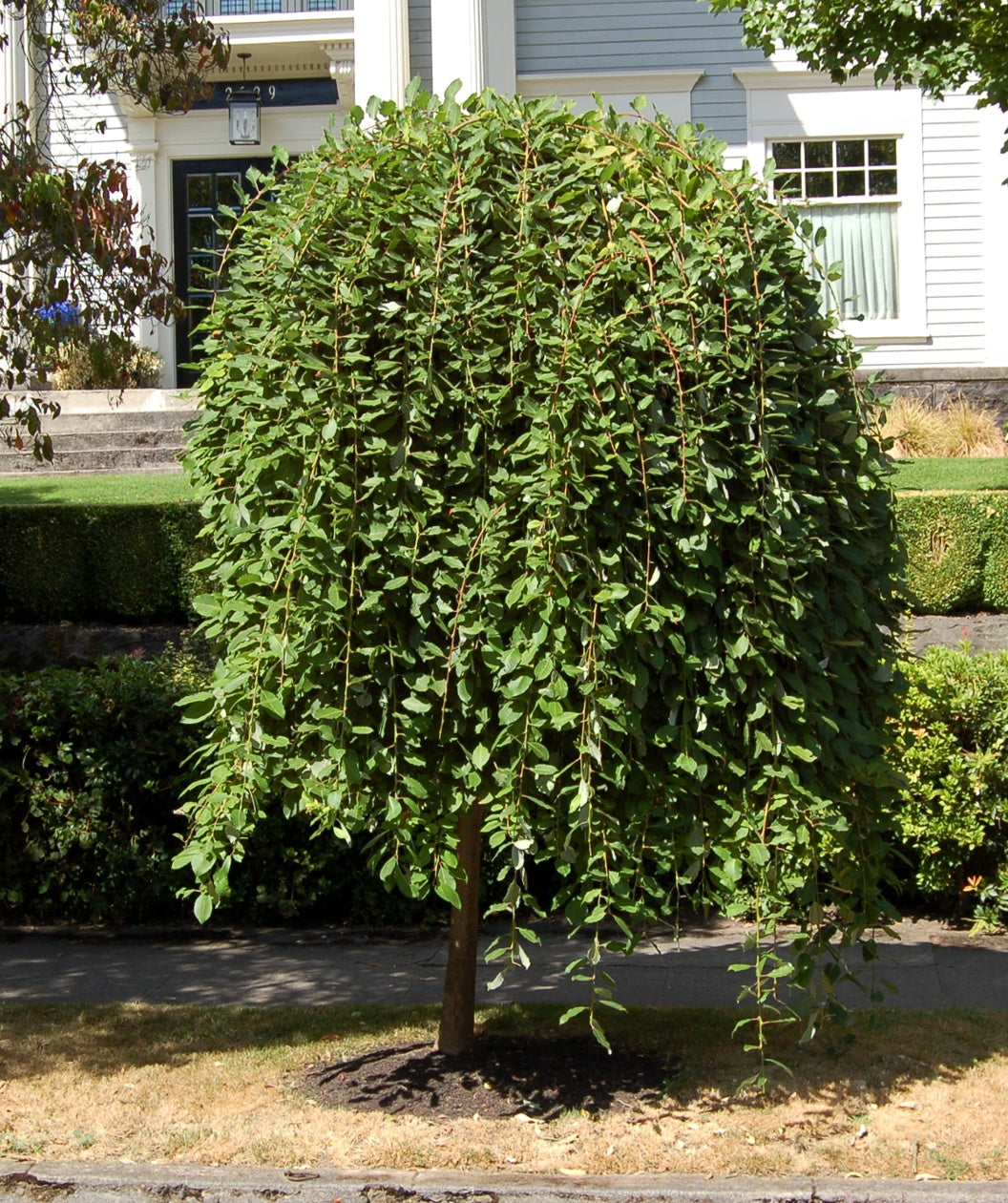 weeping pussy willow tree for sale