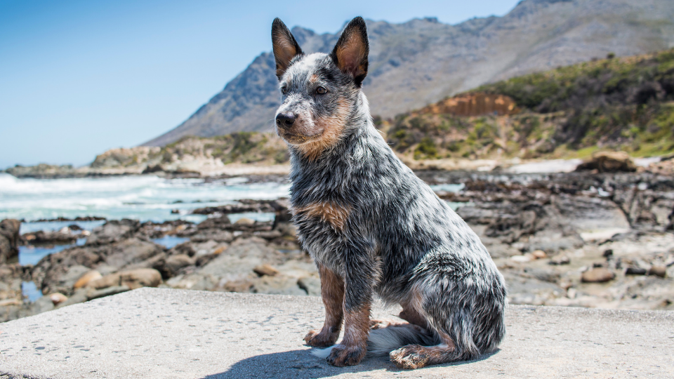 weight of a blue heeler