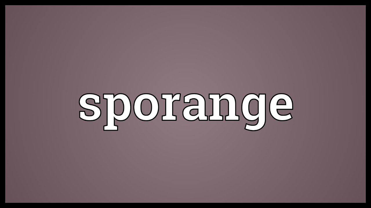 what does sporange mean