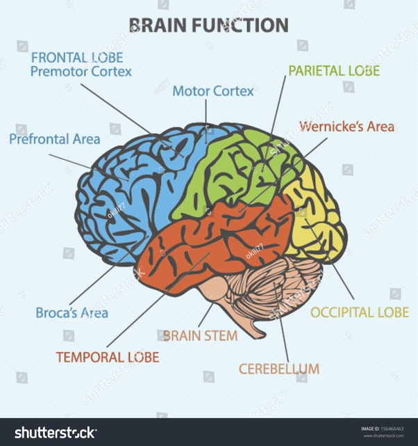 what is infundibulum in the brain