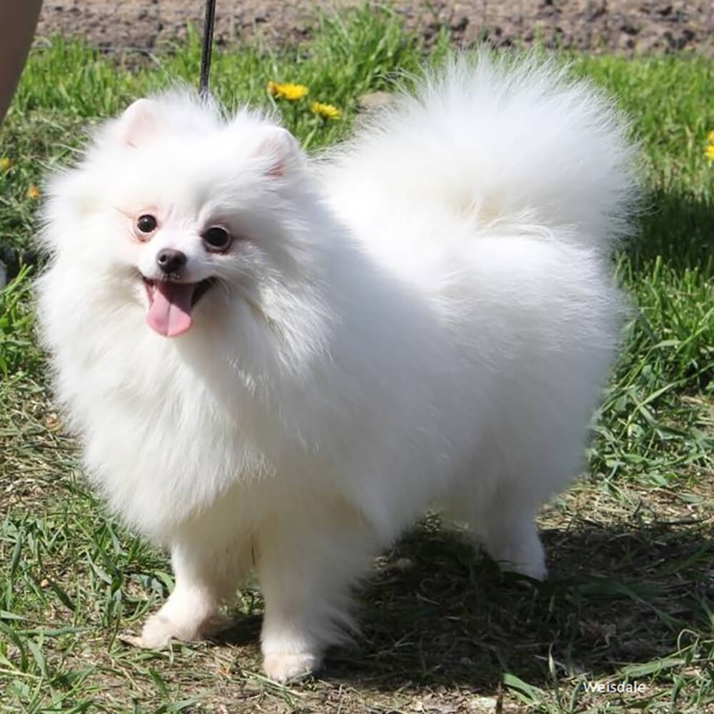 white pomeranian