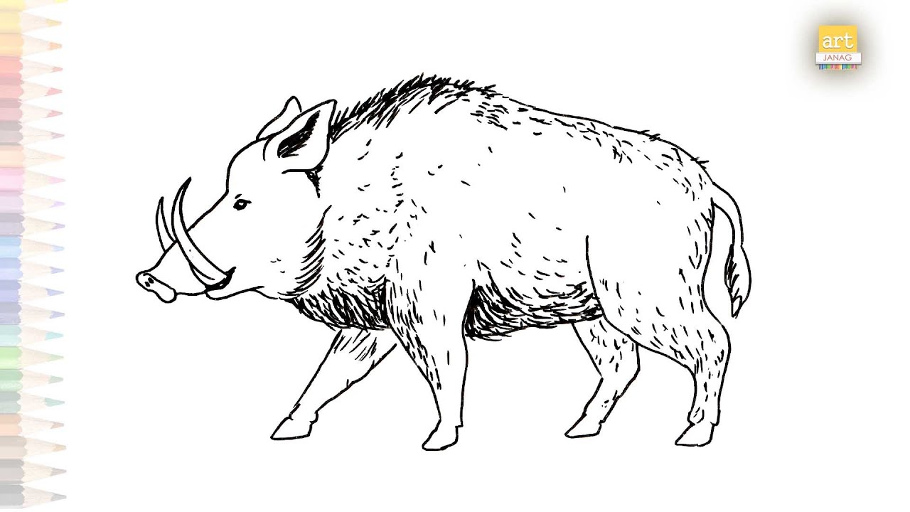 wild boar drawing