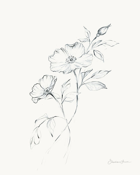 wild rose drawing