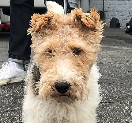 wire fox terrier looking for new home