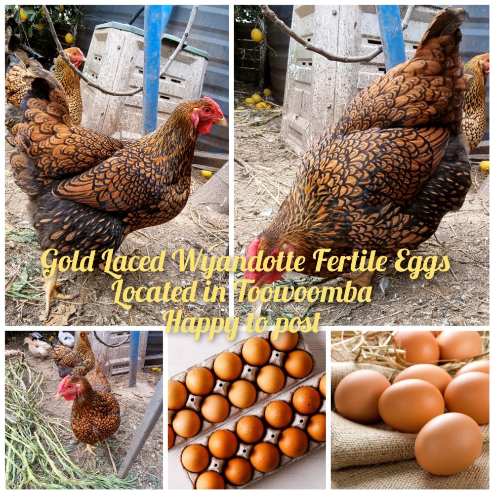 wyandotte fertile eggs