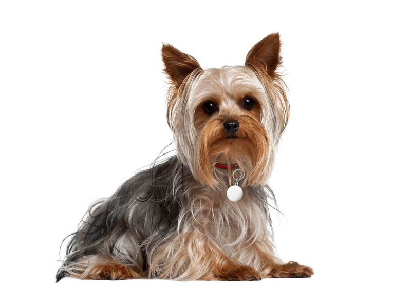 yorkshire terrier adopt