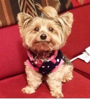 yorkshire terrier adoption near me