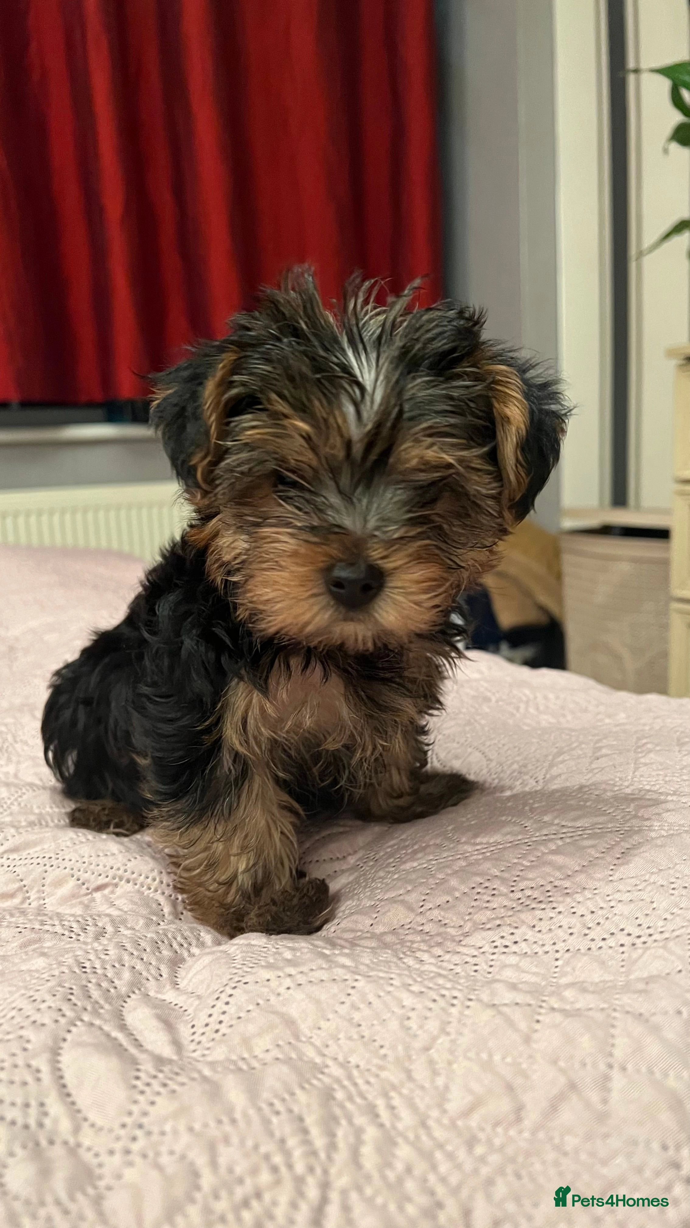 yorkshire terrier puppies for sale near me